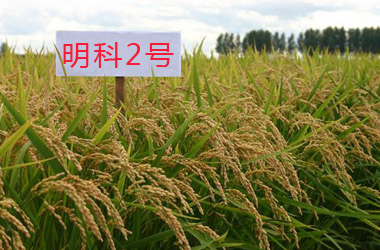 明科2号