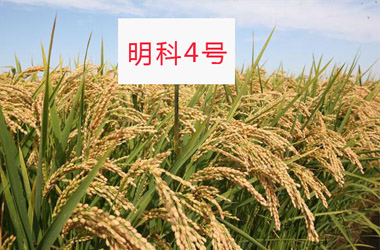 明科4号