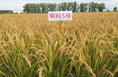 明科5号