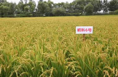 明科6号